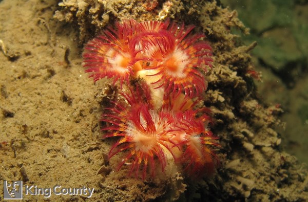 Photo of Serpula columbiana